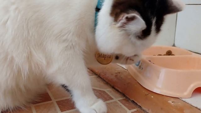 Еда по королевски. смотреть онлайн