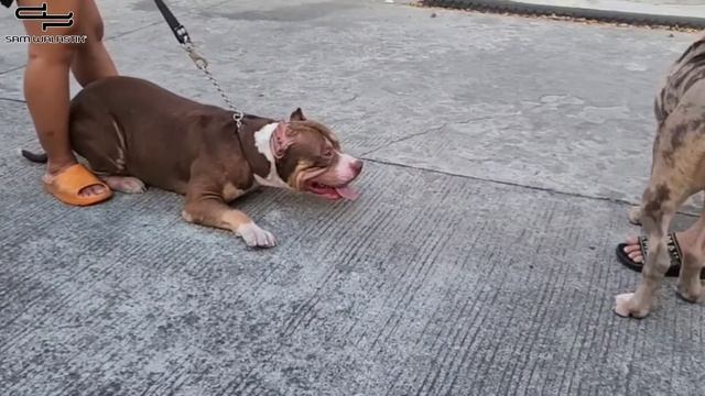 XL AMERICAN BULLY BREEDING with KRONOS & KINGZILLA • KANINO IPAPARES? • Sam Walastik смотреть онлайн