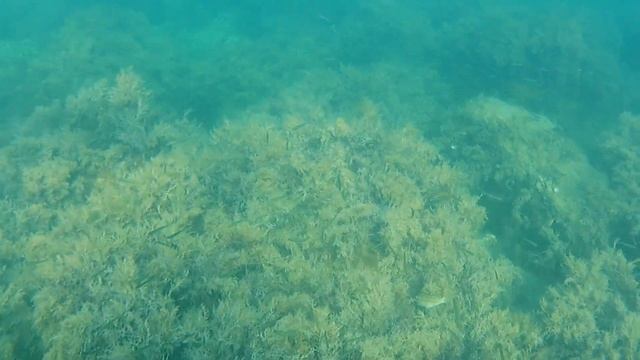 Большой Утриш прогулка и подводное видео смотреть онлайн