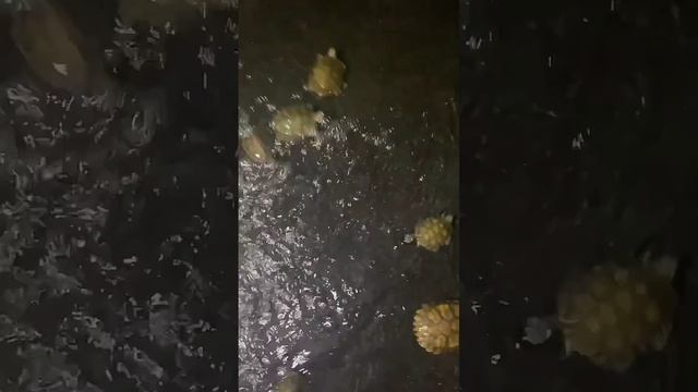 красноухие черепахи смотреть онлайн