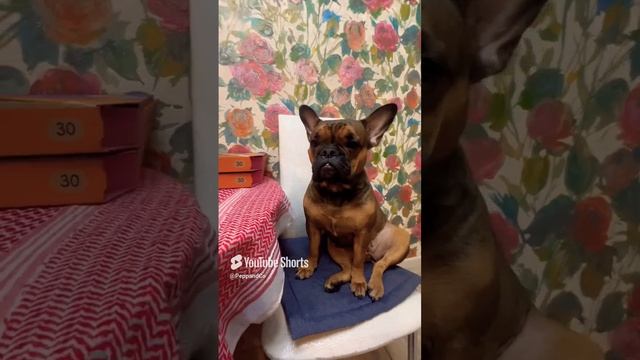 French Dog Peppa & Co