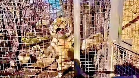 Ох и ЗВЕРЮГУ мы привезли из подтопленного зоопарка Гениченска, это не тигр, а машина для убийства! смотреть онлайн