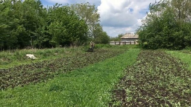 Вспашка огорода и посадка картофеля мотоблоком Нева 2 мб с китайским двигателем. смотреть онлайн