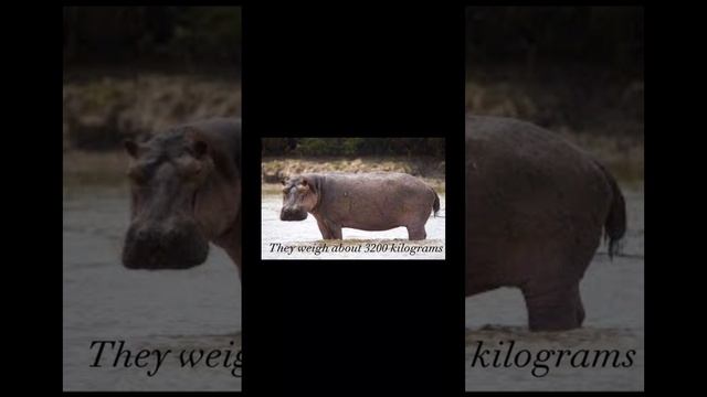 Hippo’s | @1MinuteAnimals | #hippo | смотреть онлайн