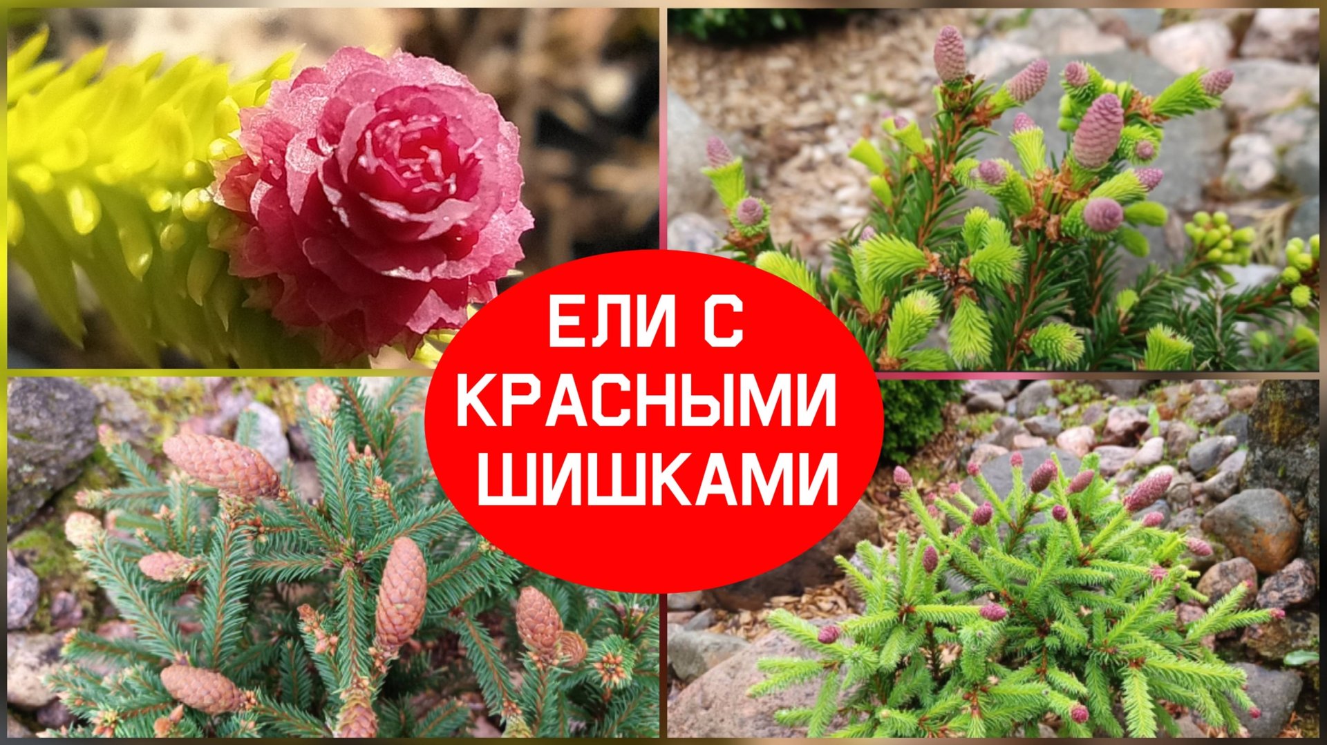 Ели с красными шишками. смотреть онлайн