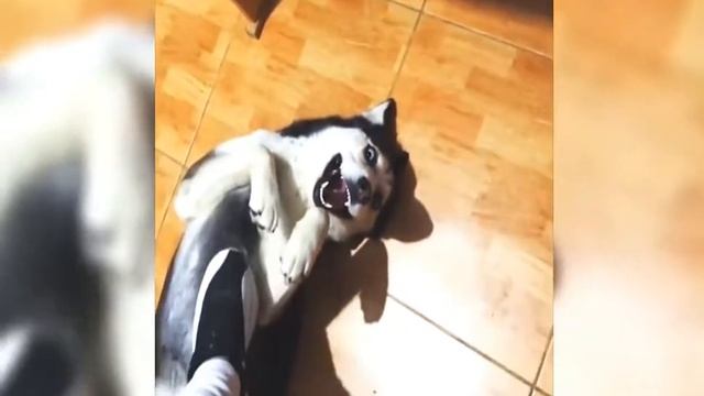 лол кек чебурек/засмеялся подписался!! смотреть онлайн