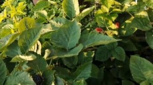 Ежевика Блэк Джем. 14.08.23 г.