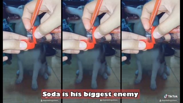 Reminiscing Memories of Red | First Death Anniversary | Husky Pack TV смотреть онлайн