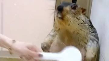 Red Hive 620T buffchick without gnida☠(hd, no fbean) Bee Swarm Simulator