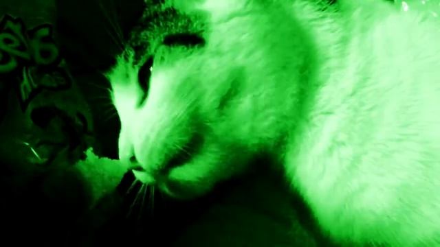 Gata comiendo cheetos OMG! смотреть онлайн