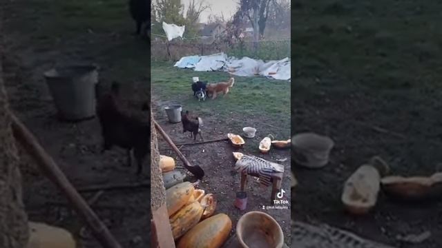 Случка Собак 🦮🐶 разных пород 🤪😝. ссылка на полное видео в коментариях смотреть онлайн
