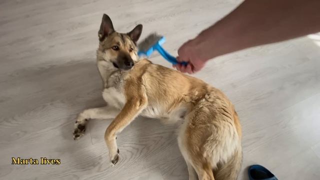 Наш вечер с четвероногими / Мыр не ведётся на провокацию / Посадим ещё рассады смотреть онлайн