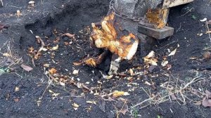 Как в домашних условиях ,можно выкорчёвывать корни деревьев без всякой спецтехники в ручную.