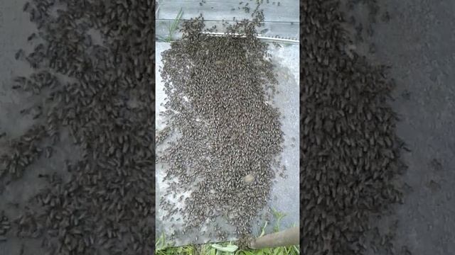 Рой заходит в улей смотреть онлайн