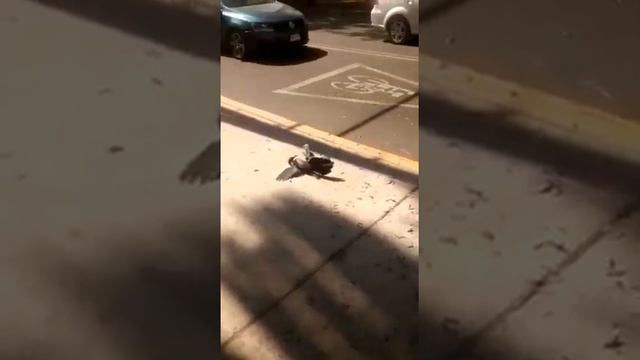 ZAnates (quiscalus mexicanus) peleando смотреть онлайн