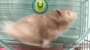 Гонщик нелегальный , профессиональный . ( мем )