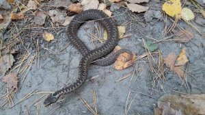 ПОЙМАЙ ГАДЮКУ-11