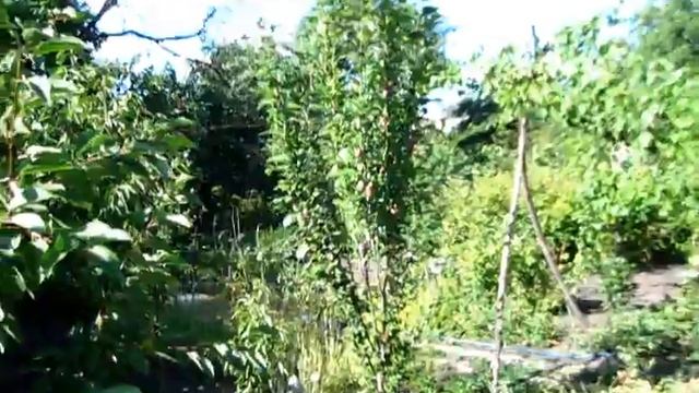 Убрать горох НУТ и ЗУБ. смотреть онлайн