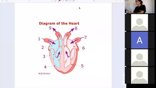 Free Online Classes 6: The Heart | Live Recording | Science with Hazel смотреть онлайн