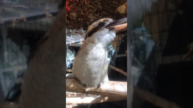 This kookaburra bird loves to laff смотреть онлайн