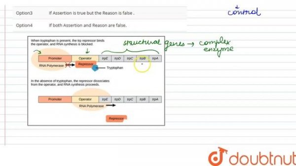 Assertion. When tryptophan is present the repressor is unable to bind to the operator. Reason. T...