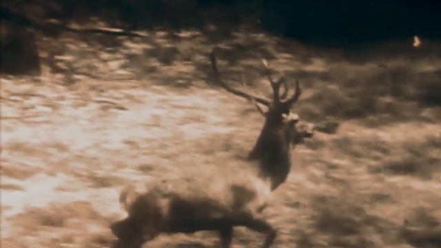 Blood & Wood🌲 Neofolk / Dark Ambient / Folksynth- Frontier Faust (Official Music Video)