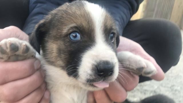 Премьера музыки и видео Манури ПЕРВОЙ смотреть онлайн