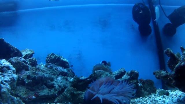 Actinia equina, tomate de mar смотреть онлайн
