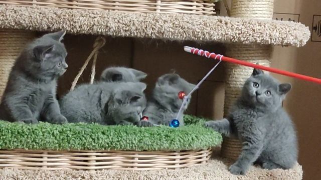 киски смотреть онлайн