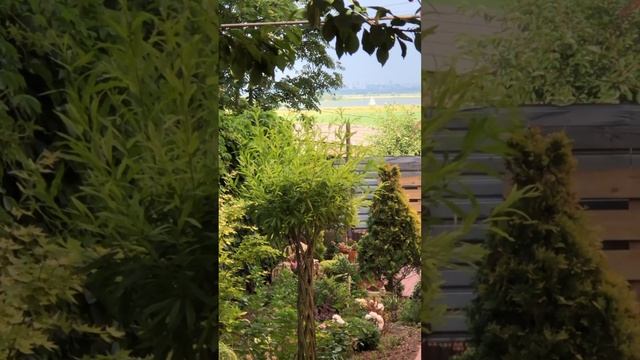 ВЕЧЕР В САДУ. Белеет парус одинокий.#сад #flowers #garden смотреть онлайн