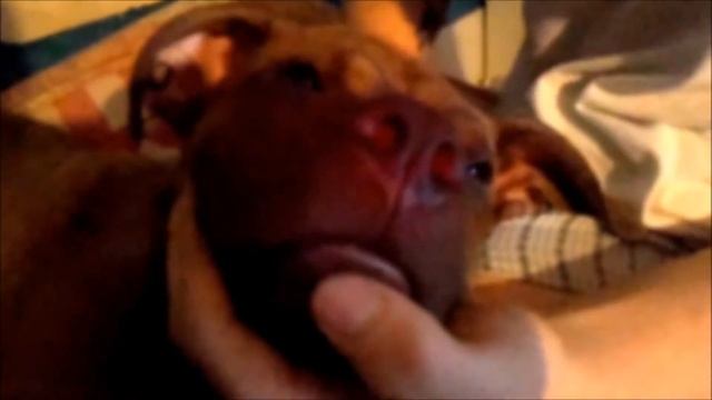 K9 ADvantix смотреть онлайн