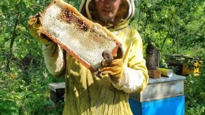 Пчеловодство. Как пчёлы работают на медосборе.Главный взяток в разгаре, пора откачивать мёд!