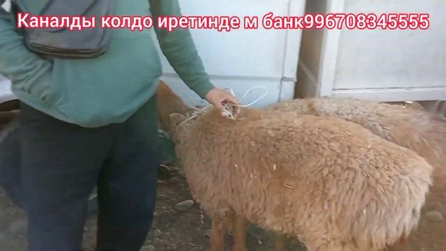 Сокулук мал Базар койлордун Нак Баалары 16 Октябрь смотреть онлайн