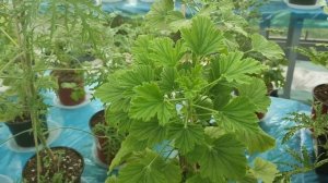 Мои ДУШИСТЫЕ пеларгонии. Чем пахнут и как выглядят.