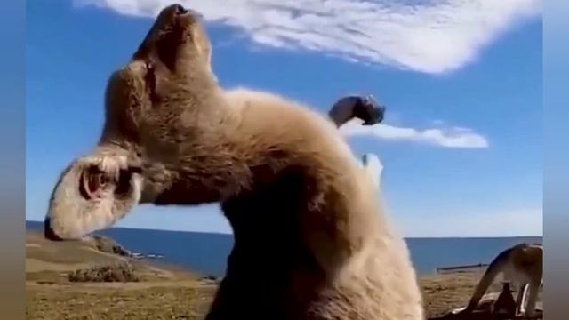 смешные видео ролики смотреть онлайн