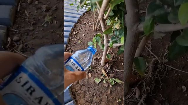 Как тебе расти и зеленеть, Так и мне Богатеть смотреть онлайн