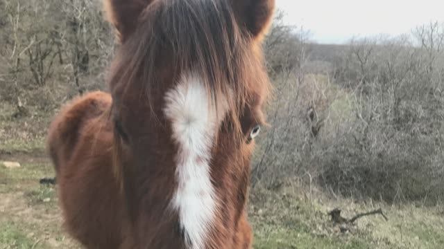 Я очи знал, О ! Эти очи ! смотреть онлайн