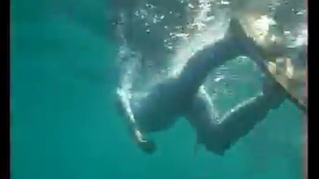 Whale sharks - Squali balena смотреть онлайн