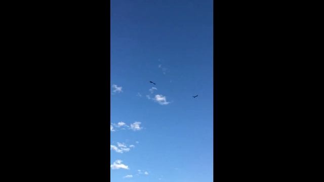 Тренировка голубей(Азиаты,Ленинаканцы)Training Of Pigeons (Asians, Leninakans)