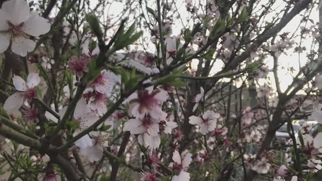 Cами липнут как на МЁД ! смотреть онлайн