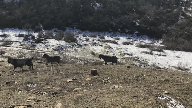 Манур . В памяти М. Ю. Лермонтова смотреть онлайн
