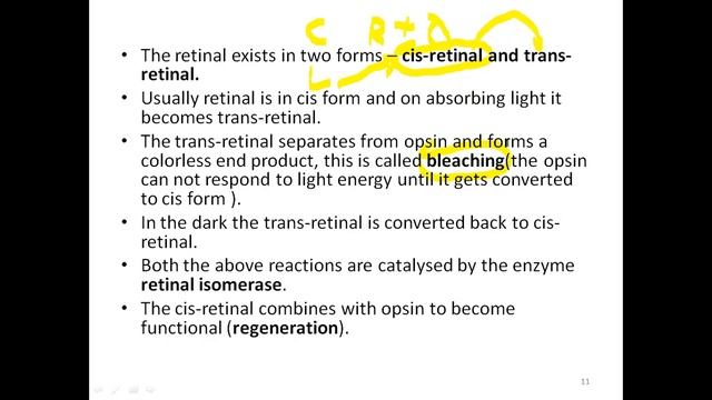 Physiology of vision смотреть онлайн