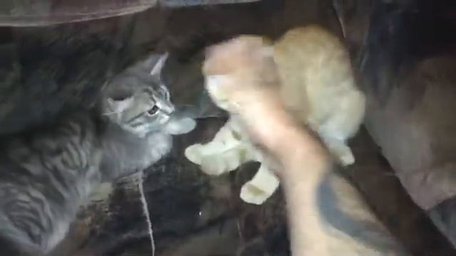 коты и удав как живут смотреть онлайн
