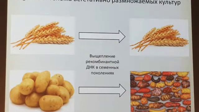 ОСОБЕННОСТИ ПРИМЕНЕНИЯ ТЕХНОЛОГИИ CRISPR-CAS9 НА РАЗЛИЧНЫХ ВИДАХ РАСТЕНИЙ