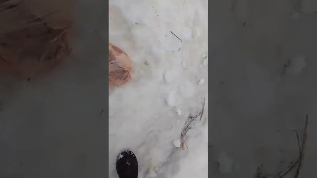 бросили собак, вместе с ними 4 щенка в поиске дома. Дачи зимой заброшены, некому кормить 8917649117 смотреть онлайн