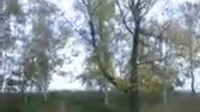 Дерево Ч-у дороги