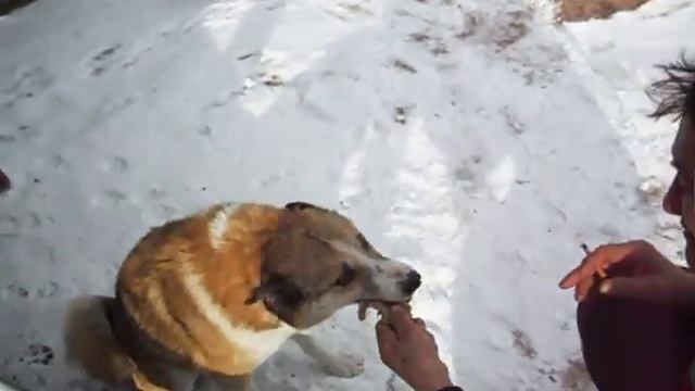 Голодная собака