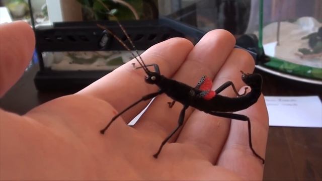 My Black Beauty Stick Insects смотреть онлайн