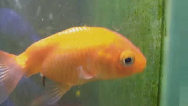 Я встретилась с ЗОЛОТОЙ рыбкой и попросила только о БЛАГОСТИ. смотреть онлайн