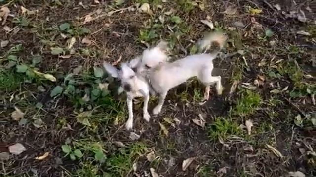 Щенки китайской хохлатой смотреть онлайн